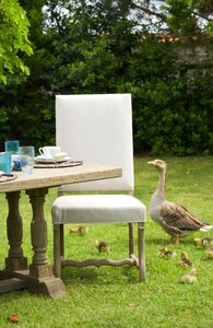 Green table puppies