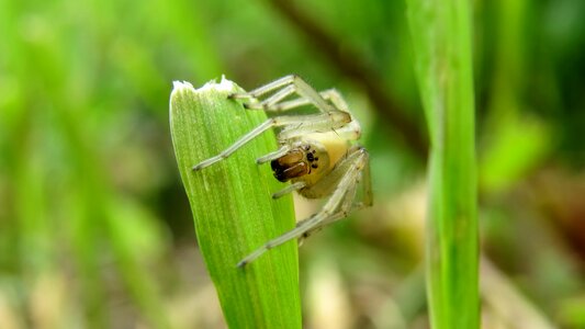 Arthropod insect fauna