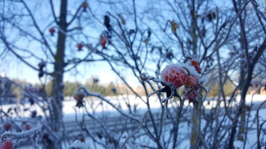 Nature red bear white photo