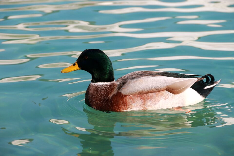 Animal peace nature