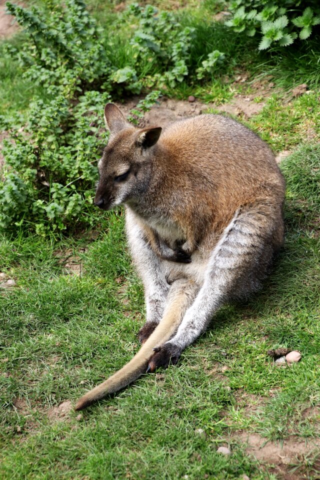 Nature australia mammal