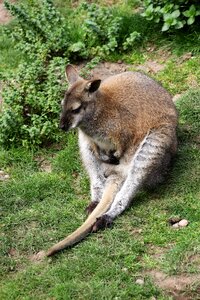 Nature australia mammal