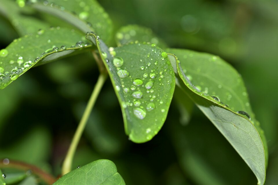 Green raindrop dewdrop photo