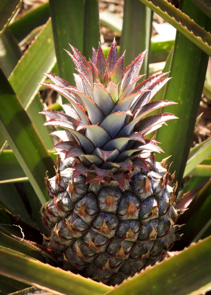 Pina colada dessert plants photo