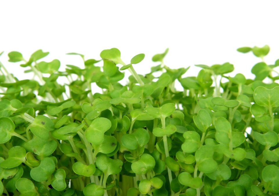 Cooking cress delicious