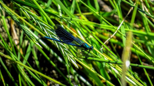 Nature macro insects
