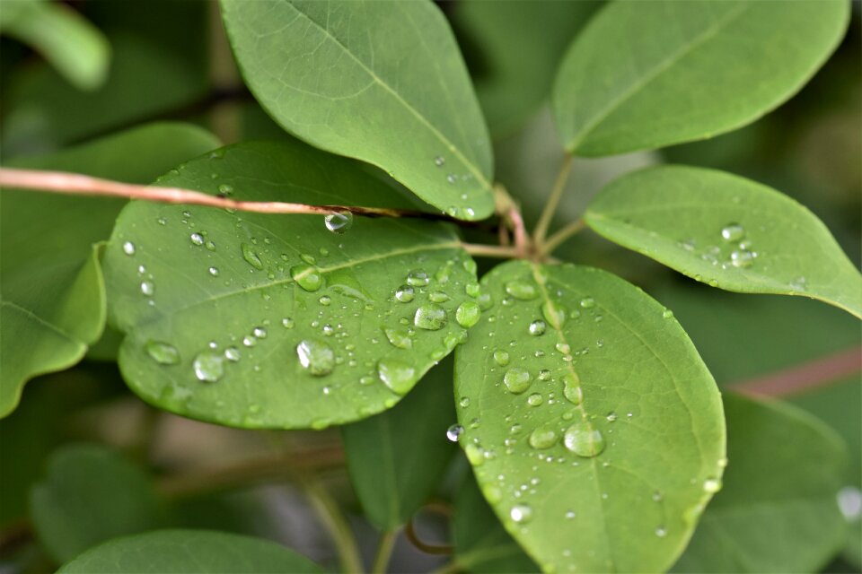 Green raindrop dewdrop