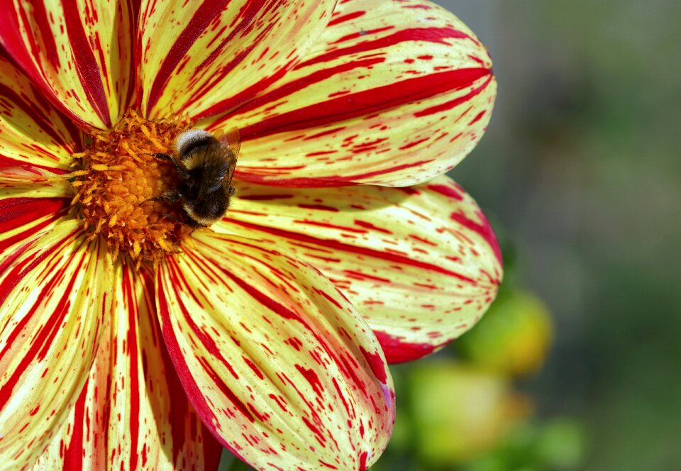 Blossom bloom dahlia garden