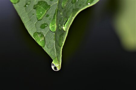 Green raindrop dewdrop photo
