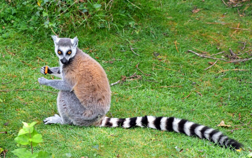 Maki catta tail grass
