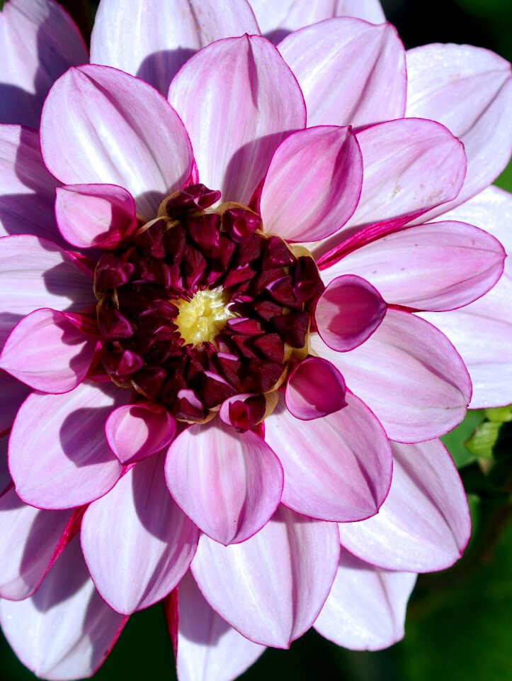 Blossom bloom dahlia garden