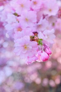 Cherry blossom background decoration photo