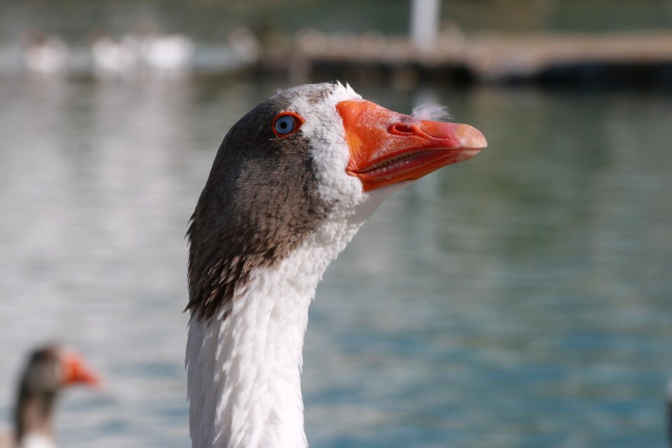 Animal peace nature