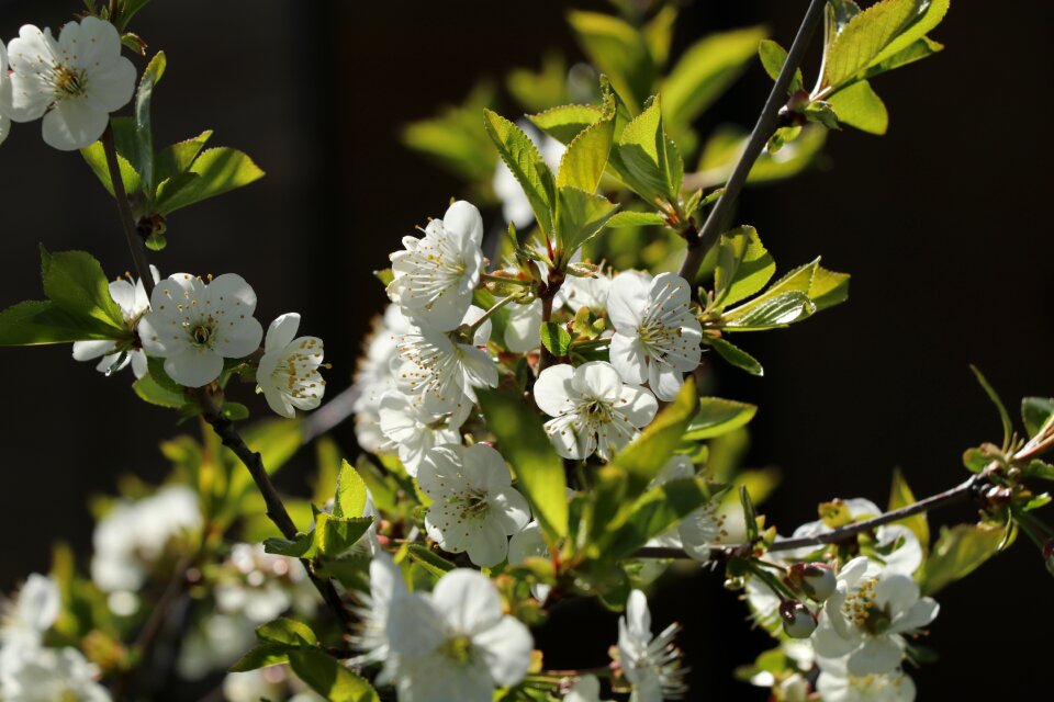 Cherry tree blossom close up