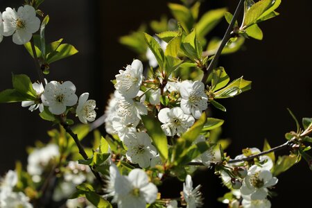 Cherry tree blossom close up photo