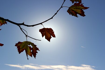 Leaf nature fall photo