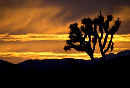 Silhouettes desert nature