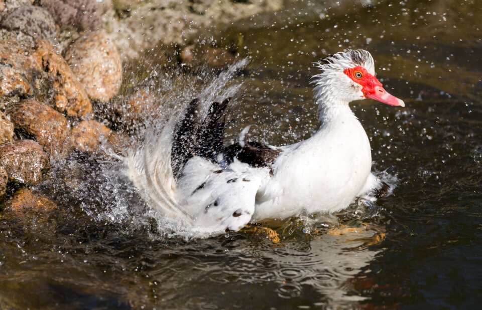 Duck nature water