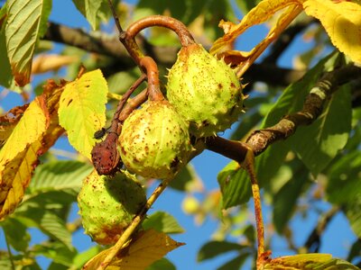Tree fruit nature