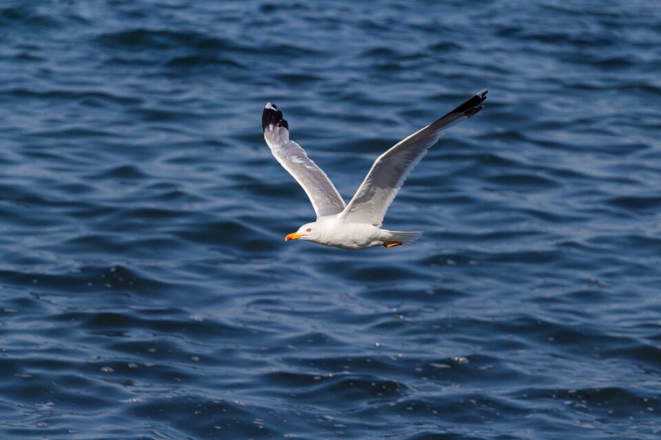 Bird gull nature