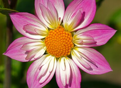 Plant blossom bloom photo