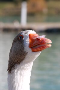 Animal peace nature