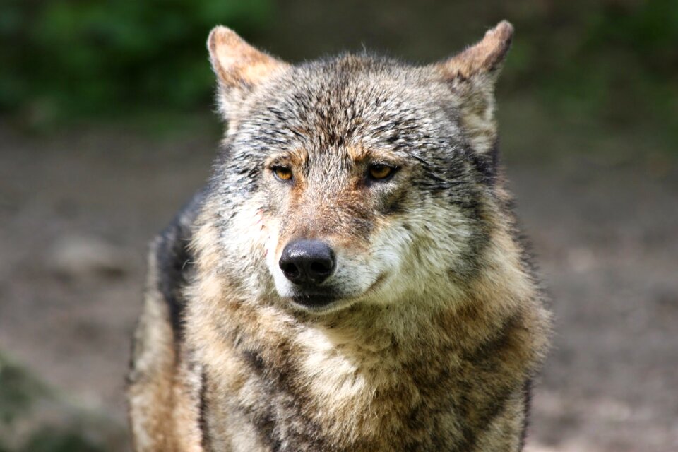 Wild animal protected nature conservation