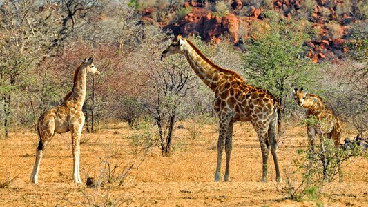 Dry national park animal