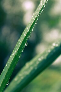 Drip beaded rain beads photo