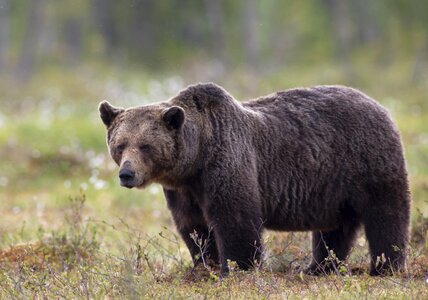 Big adult suomussalmi