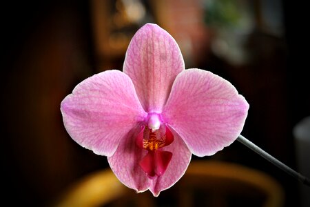 Home mood house plant