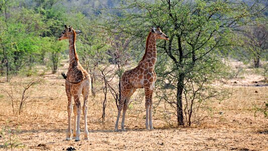 Dry national park animal