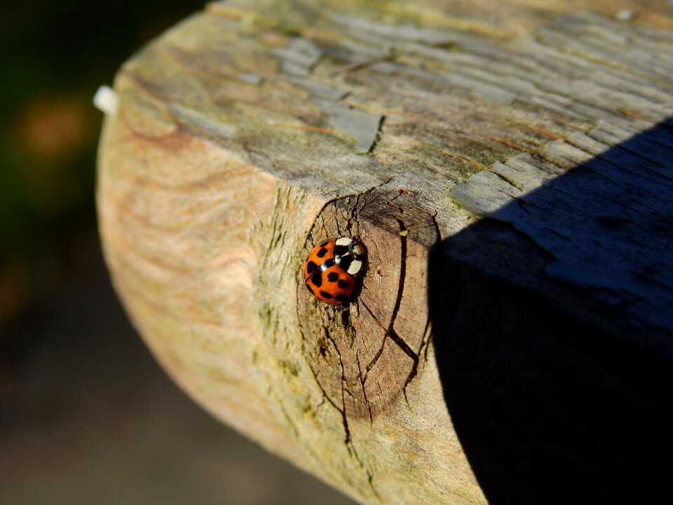 Nature insect lucky charm