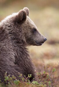 Brown bear the beast animal photo