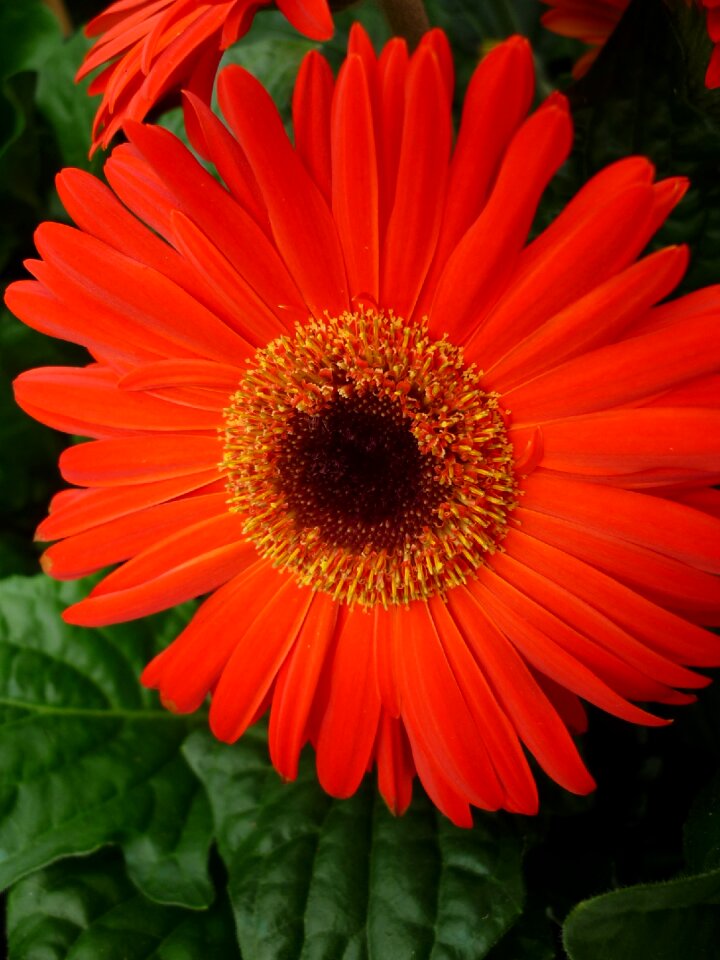 Bloom potted plant balcony photo