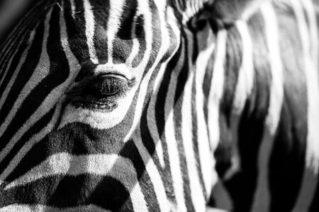 Zebra good easy photo