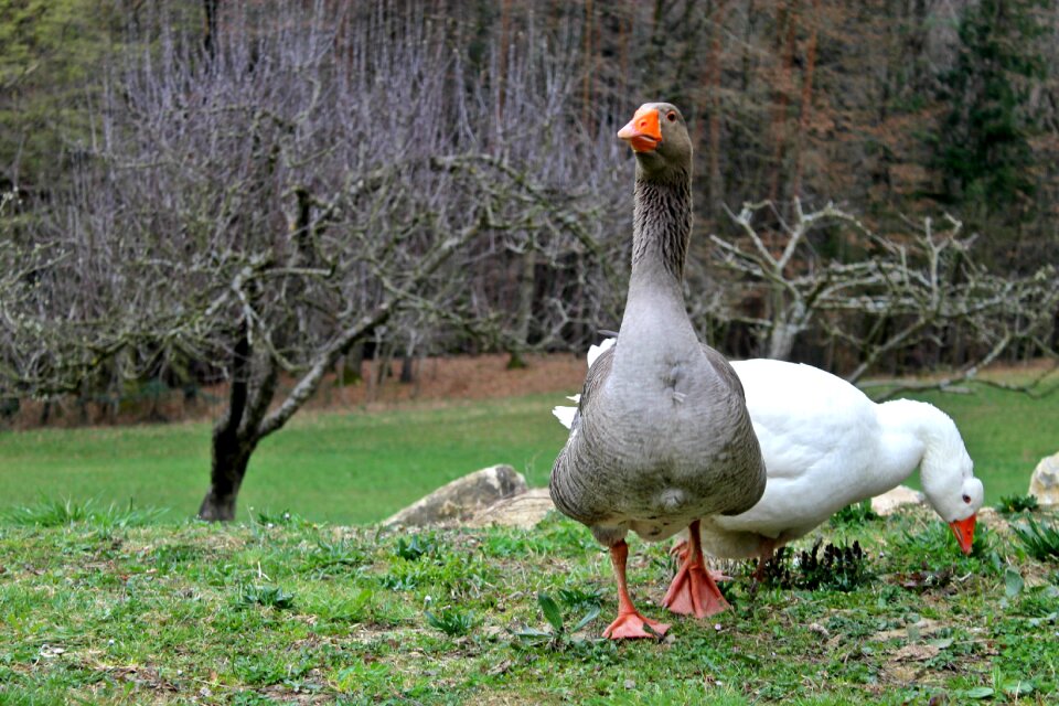 Wing goose feathered