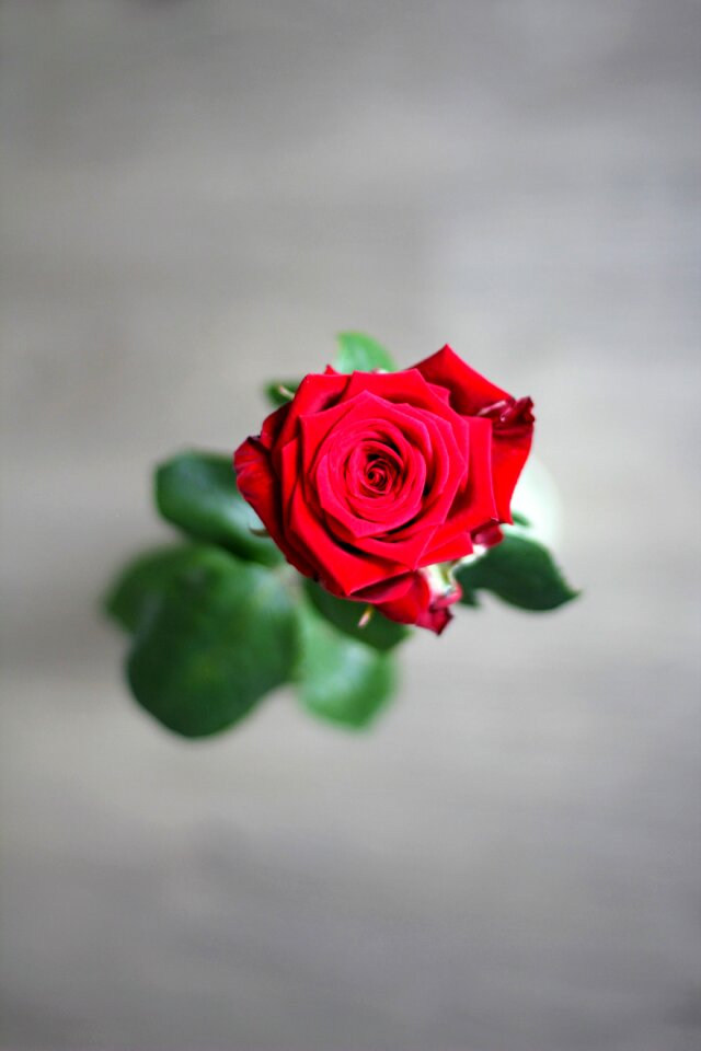 Red love valentine's day