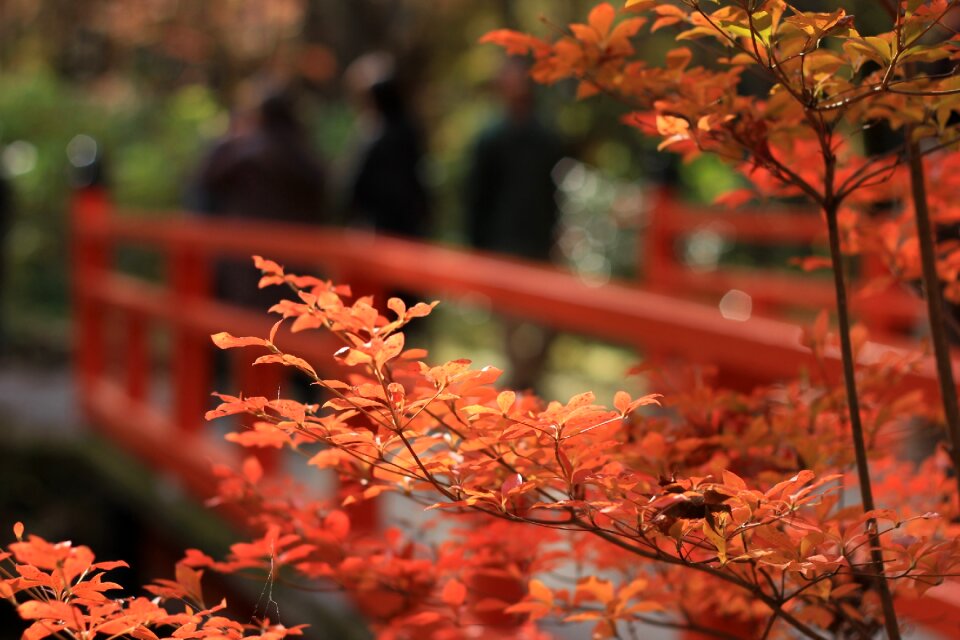 Autumn red redbridge