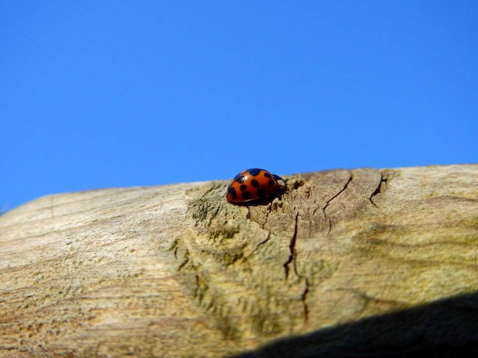 Nature insect lucky charm