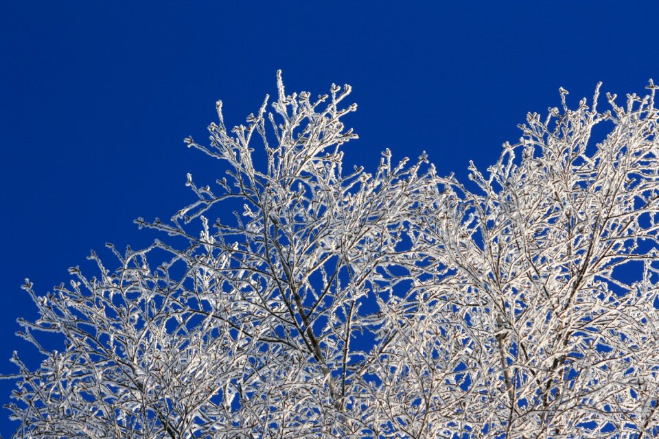Nice weather tree snow