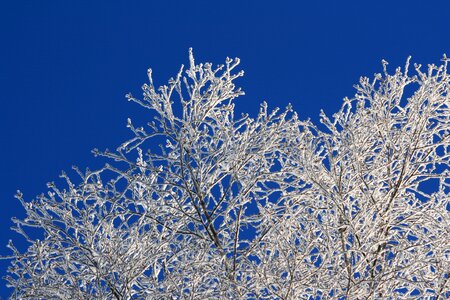 Nice weather tree snow