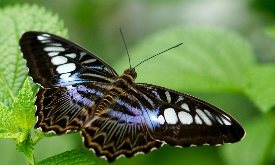Tropical animal wing