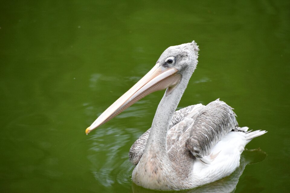 The tip of the mouth waterfowl animal