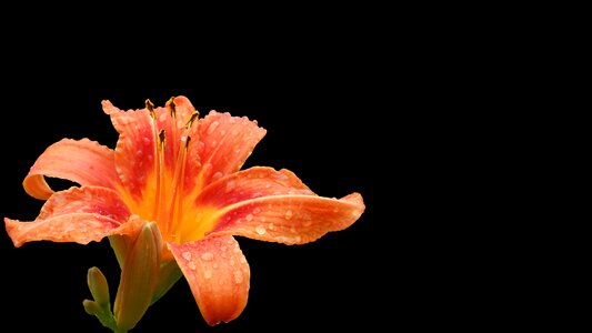 Hemerocallis bloom flower photo