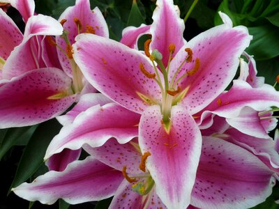Bloom pink white edges