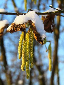 Male blossom hazel winter