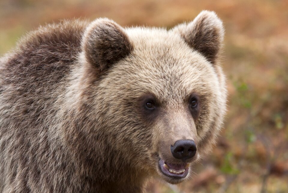 Animal the muzzle turkish