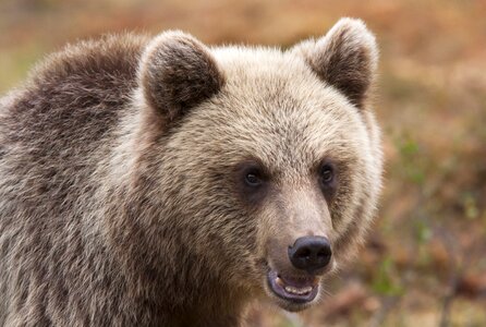 Animal the muzzle turkish