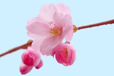 Inflorescence pink nature photo